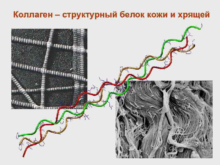 Коллаген – структурный белок кожи и хрящей 