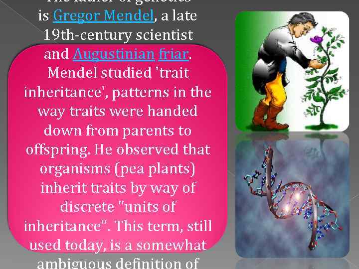 The father of genetics is Gregor Mendel, a late 19 th-century scientist and Augustinian