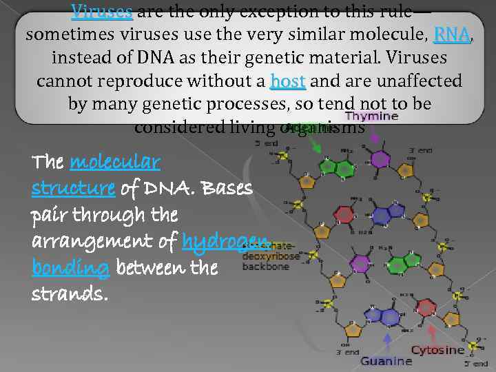  Viruses are the only exception to this rule— Viruses sometimes viruses use the