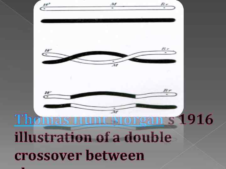 Thomas Hunt Morgan's 1916 illustration of a double crossover between 