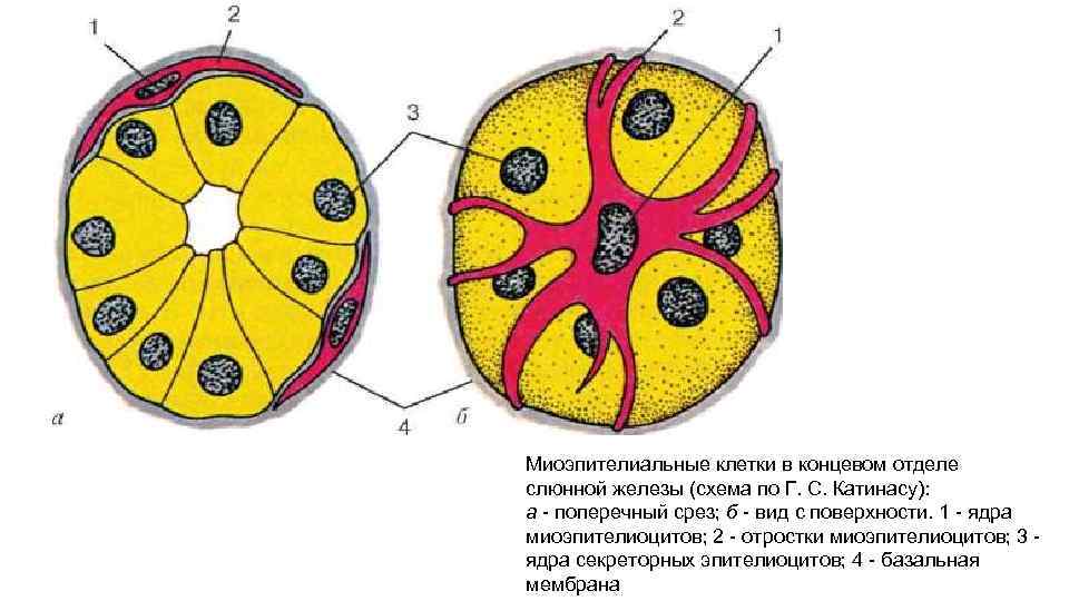 Миоэпителиальные клетки в концевом отделе слюнной железы (схема по Г. С. Катинасу): а -