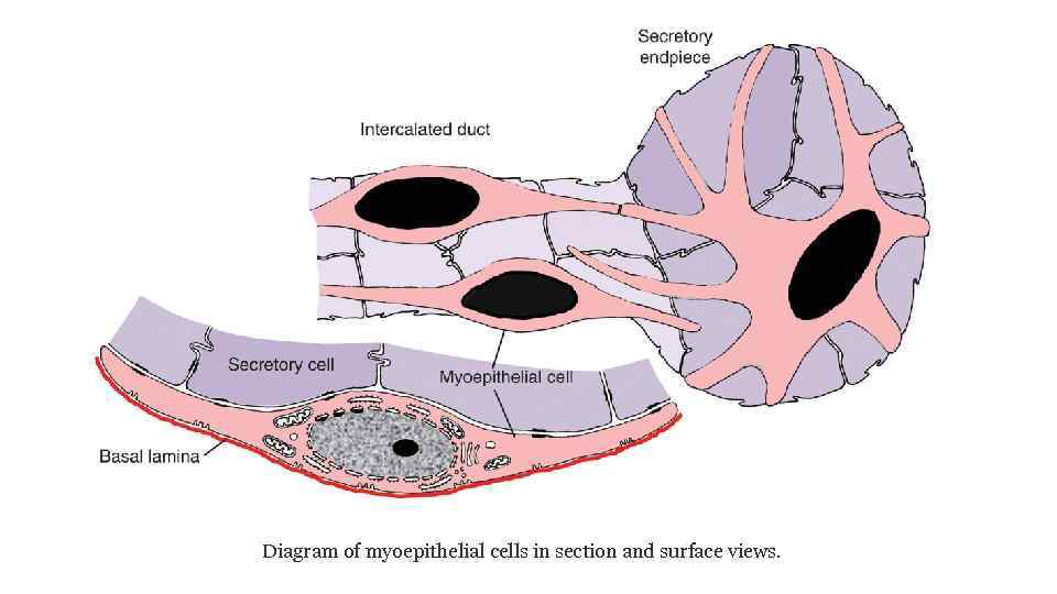 Diagram of myoepithelial cells in section and surface views. 