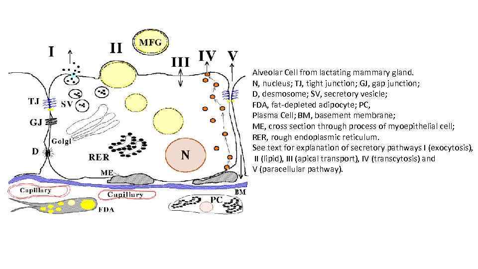 Alveolar Cell from lactating mammary gland. N, nucleus; TJ, tight junction; GJ, gap junction;