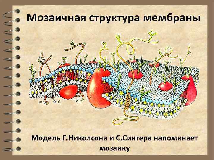 Жидкостно мозаичная модель мембраны. Мозаичная модель Сингера Николсона. Модель мембраны Сингера Николсона. Жидкостно-мозаичная модель мембраны Сингера и Николсона. Жидкостно-мозаичная модель мембраны си.