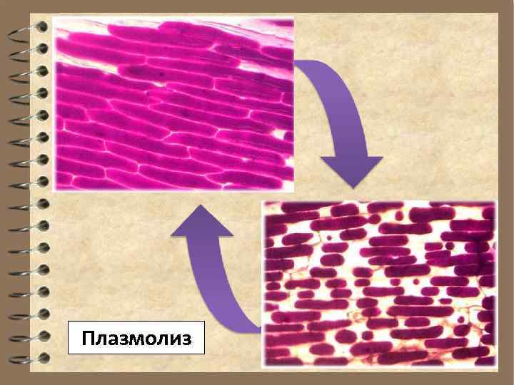 Плазмолиз и деплазмолиз в клетках