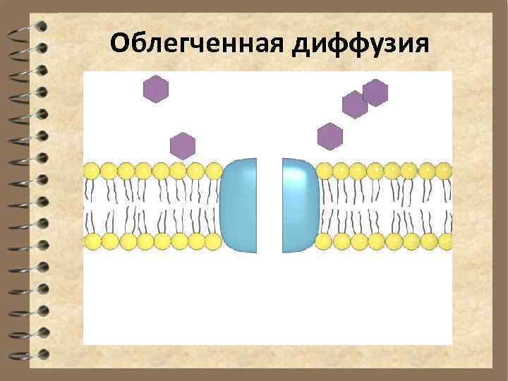 Облегченная диффузия 
