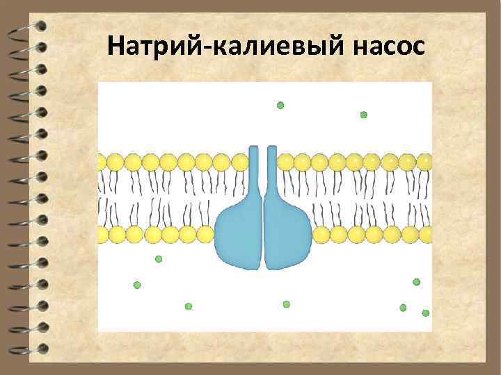 Натрий калиевый насос. Схема работы натрий калиевого насоса. Натриево калиевый насос физиология. Строение натрий калиевого насоса. Активный транспорт натрий-калиевый насос.