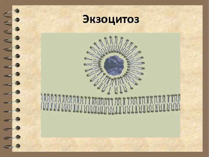 Экзоцитоз 