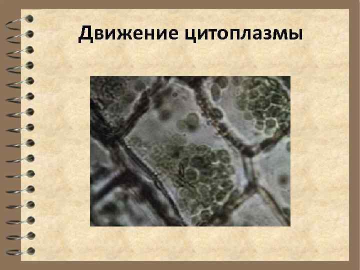 Движение цитоплазмы 