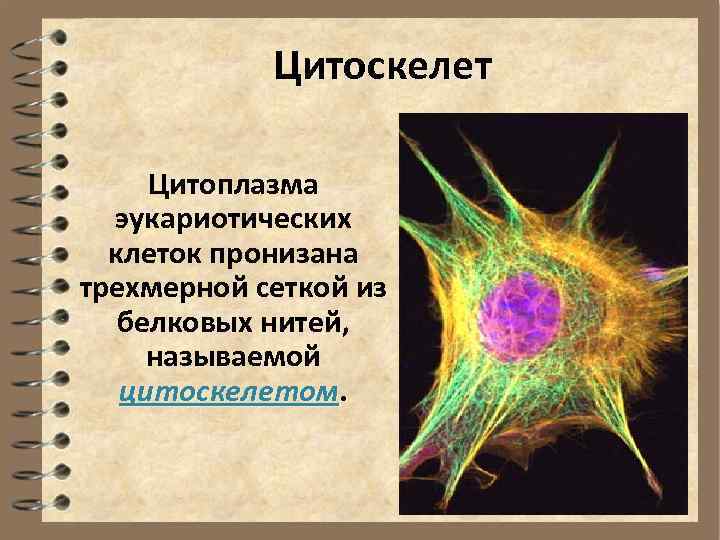 Цитоскелет Цитоплазма эукариотических клеток пронизана трехмерной сеткой из белковых нитей, называемой цитоскелетом 