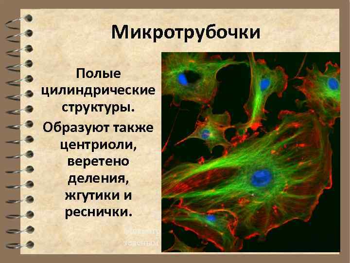 Микротрубочки Полые цилиндрические структуры. Образуют также центриоли, веретено деления, жгутики и реснички. Микротрубочки обозначены