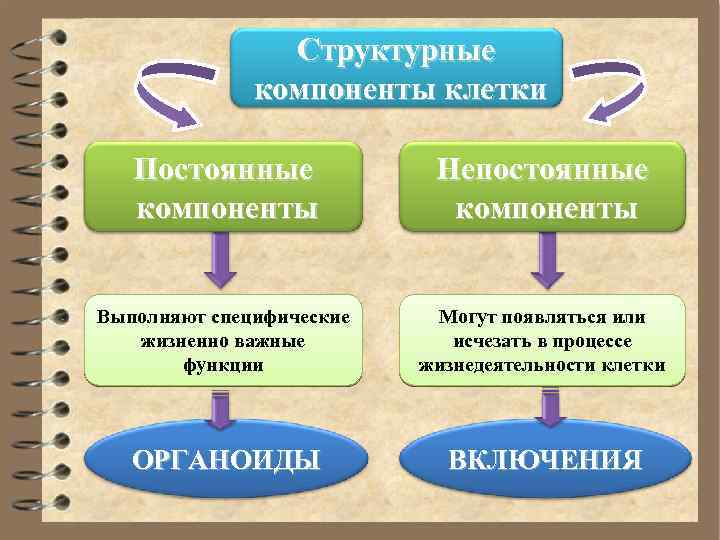 Структурные компоненты клетки. Схема компоненты клетки. Непостоянные структуры клетки. Общие структурные компоненты клетки.