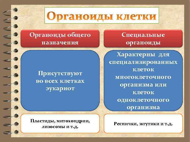Органоиды клетки Органоиды общего назначения Специальные органоиды Присутствуют во всех клетках эукариот Характерны для