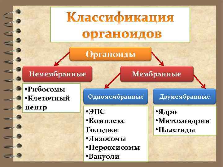 Классификация органоидов Органоиды Немембранные • Рибосомы • Клеточный центр Мембранные Одномембранные • ЭПС •