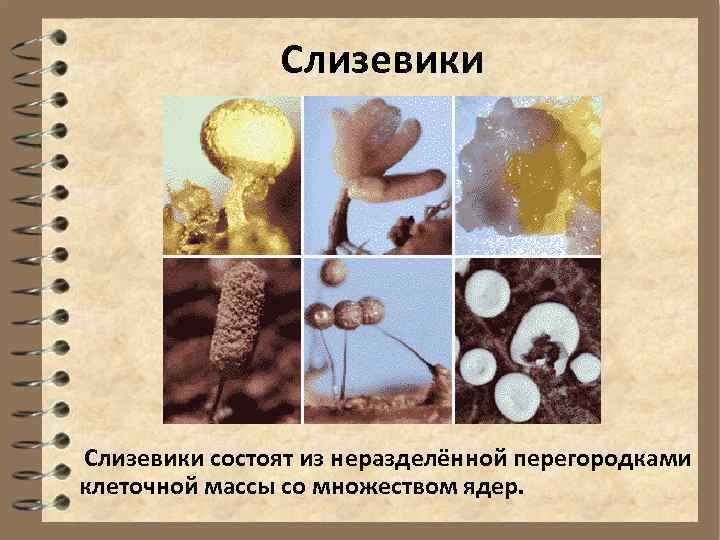 Слизевики состоят из неразделённой перегородками клеточной массы со множеством ядер. 