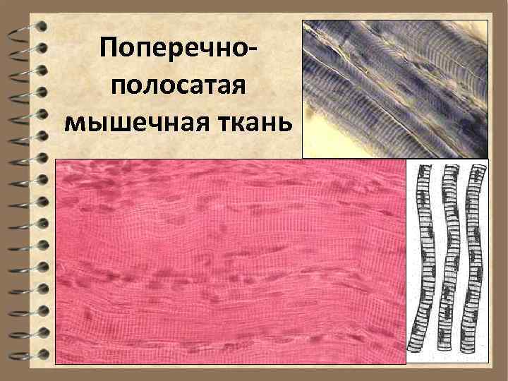 Поперечнополосатая мышечная ткань 