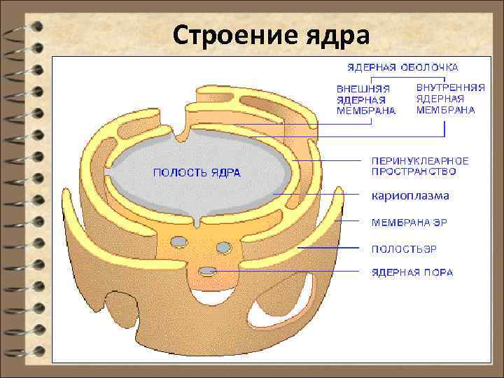 Строение ядра кариоплазма 