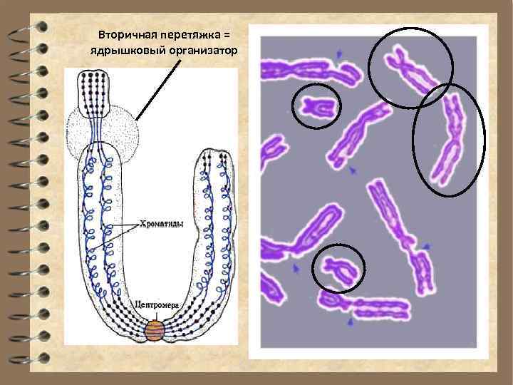 Вторичная перетяжка = ядрышковый организатор 