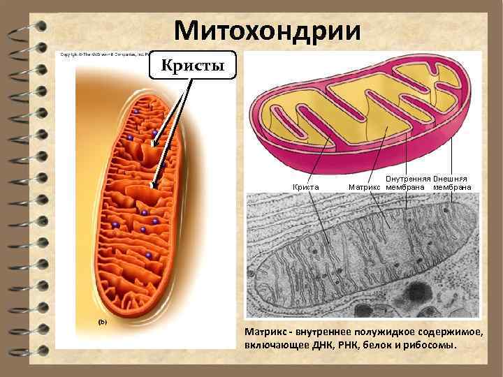 Митохондрии Кристы Матрикс - внутреннее полужидкое содержимое, включающее ДНК, РНК, белок и рибосомы. 