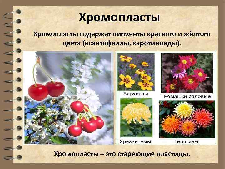 Хромопласты содержат пигменты красного и жёлтого цвета (ксантофиллы, каротиноиды). Хромопласты – это стареющие пластиды.