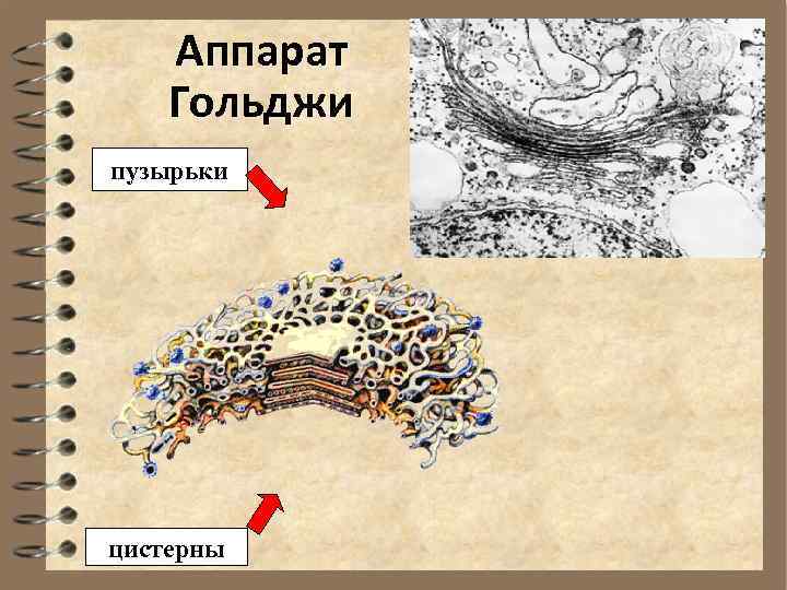Аппарат Гольджи пузырьки цистерны 