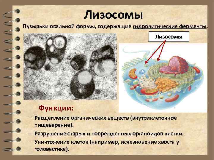Лизосомы расщепление биополимеров