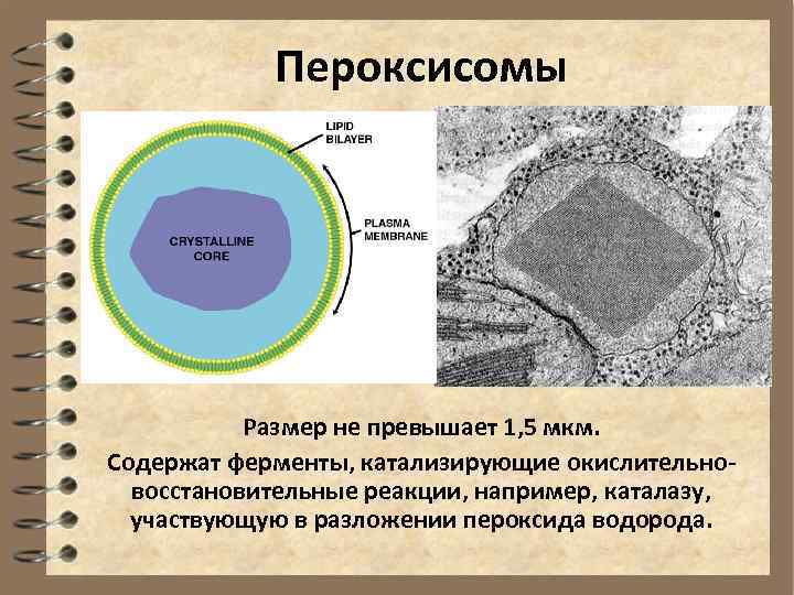 Пероксисомы Размер не превышает 1, 5 мкм. Содержат ферменты, катализирующие окислительновосстановительные реакции, например, каталазу,