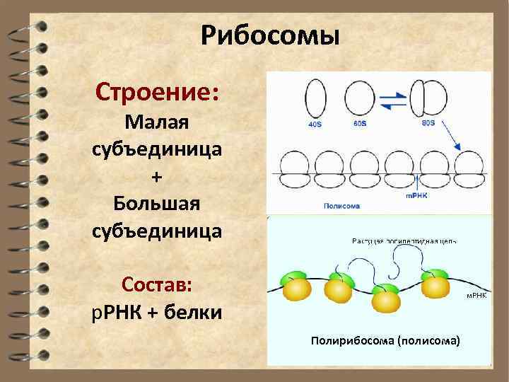 Рибосомы Строение: Малая субъединица + Большая субъединица Состав: р. РНК + белки Полирибосома (полисома)