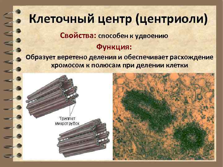 Клеточный центр строение и функции таблица