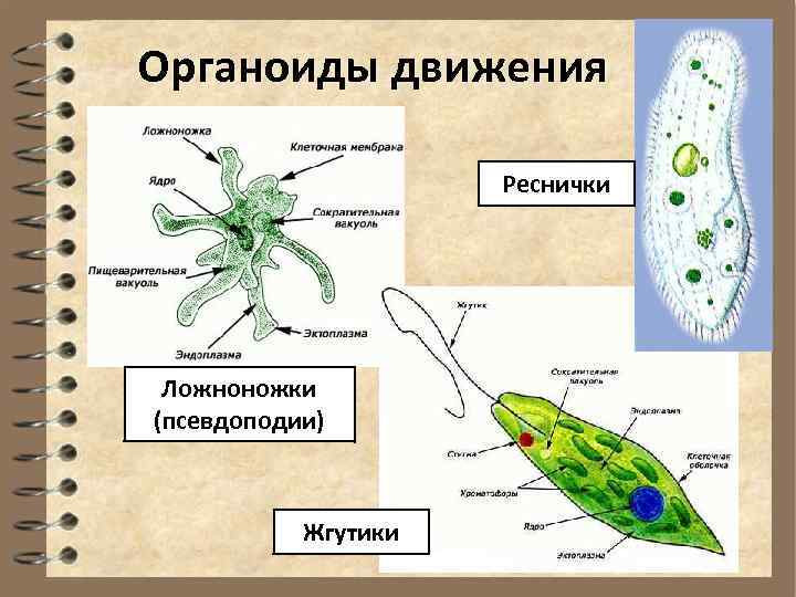 Органеллы передвижения. Органоиды движения псевдоподии. Строение органоидов движения клетки. Органоиды движения реснички и жгутики. Строение жгутиков и ресничек эукариотической клетки.