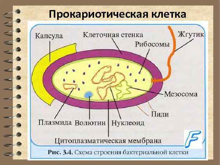 Прокариотическая клетка 