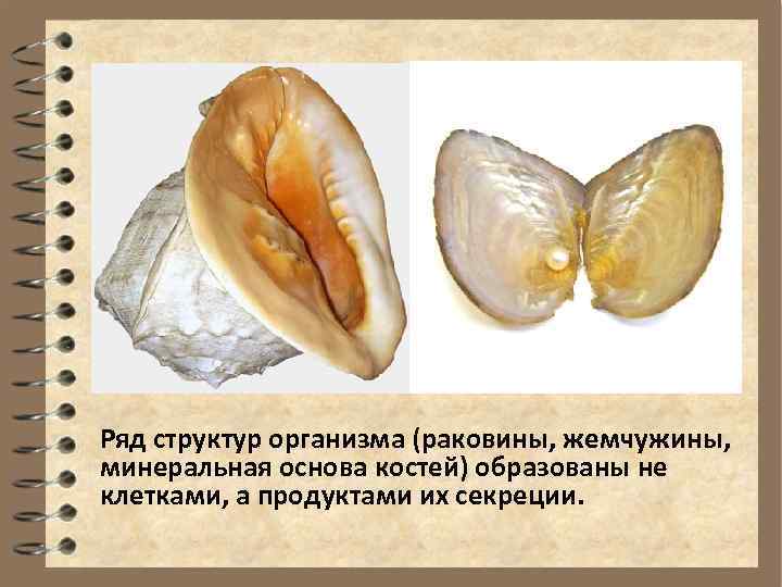 Ряд структур организма (раковины, жемчужины, минеральная основа костей) образованы не клетками, а продуктами их