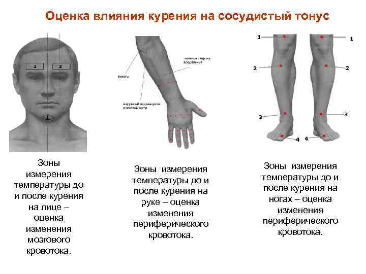 Оценка влияния курения на сосудистый тонус Зоны измерения температуры до и после курения на