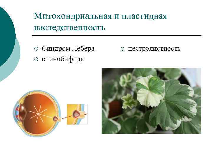 Презентация внеядерная наследственность 10 класс профиль