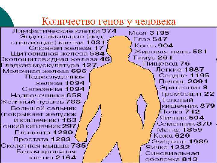 Количество генов у человека 