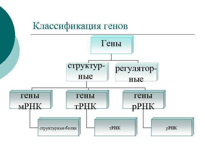 Классификация генов Гены структурные гены м. РНК регуляторные гены т. РНК структурные белки гены