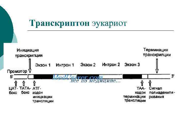 Каким номером на рисунке обозначена молекула на которой располагается промотор