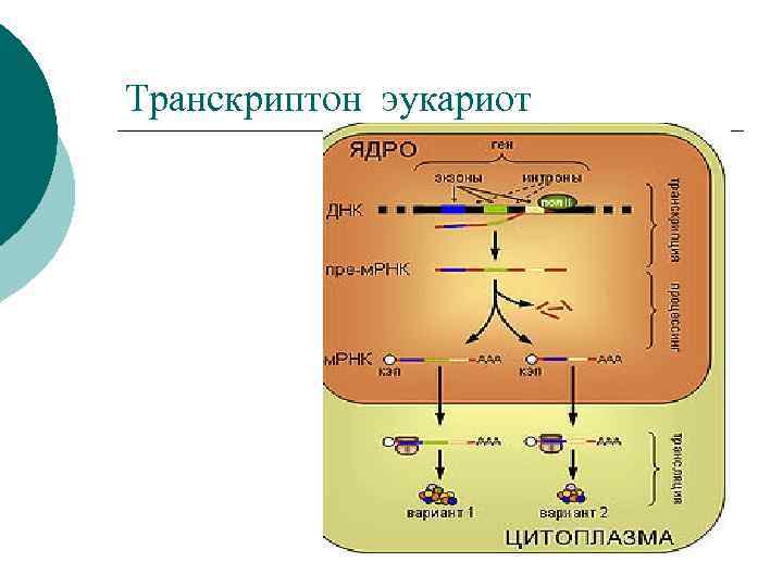 Схема строения гена эукариот