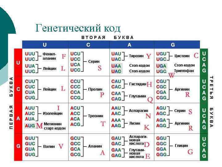 Генетический код 