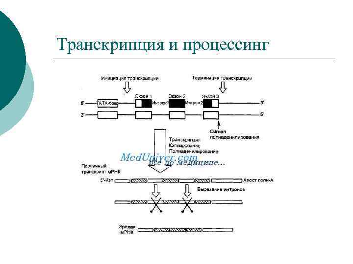 Транскрипция и процессинг 