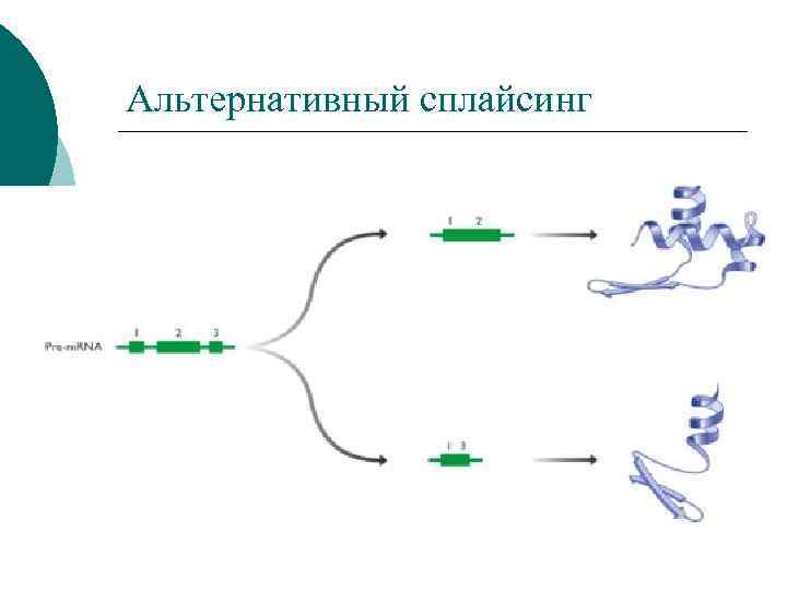 Альтернативный сплайсинг 