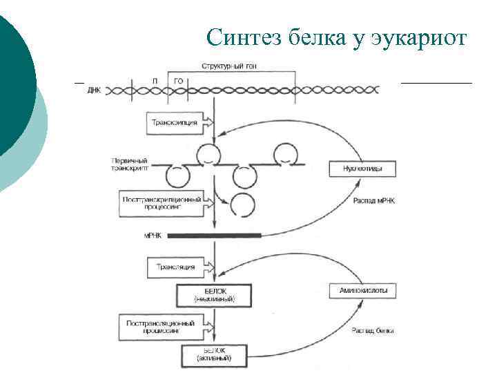 Схема регуляции синтеза белка у прокариот