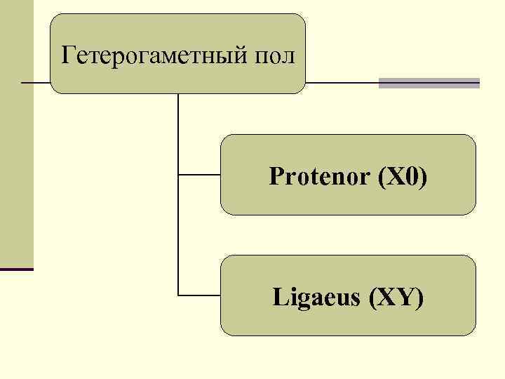 Гетерогаметный пол Protenor (Х 0) Ligaeus (XY) 