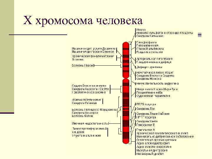X хромосома человека 