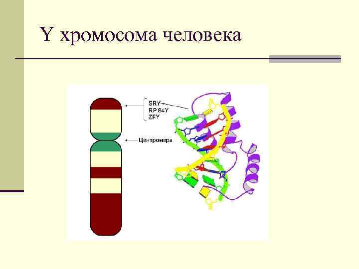 Y хромосома человека 
