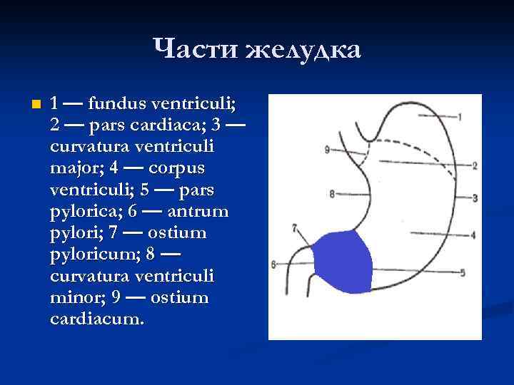 Части желудка n 1 — fundus ventriculi; 2 — pars cardiaca; 3 — curvatura