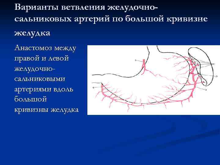 Варианты ветвления желудочносальниковых артерий по большой кривизне желудка Анастомоз между правой и левой желудочносальниковыми