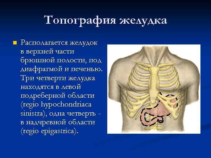 Топография желудка n Располагается желудок в верхней части брюшной полости, под диафрагмой и печенью.