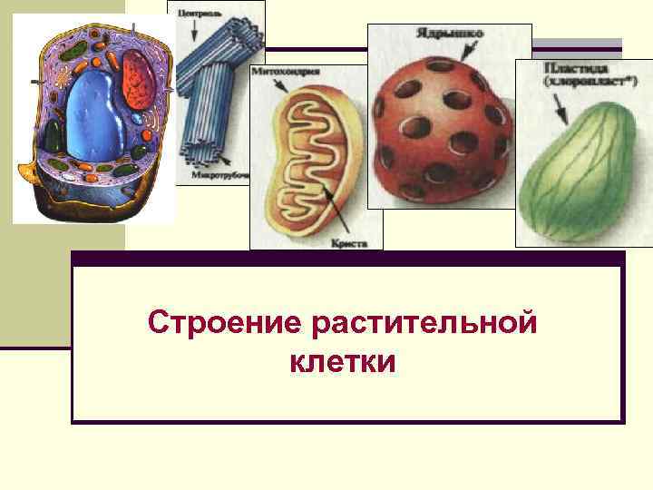 Строение растительной клетки 