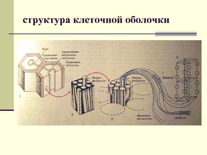 структура клеточной оболочки 